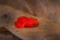 Red orange frog from Madagascar. Golden mantella, Mantella aurantiaca, orange red frog from Andasibe-Mantadia NP in Madagascar. Royalty Free Stock Photo