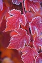 Red orange frosted leaves of Physocarpus opulifolius diabolo Royalty Free Stock Photo