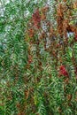 Red-orange fruits of the escobilla tree among green foliage, vertical Royalty Free Stock Photo