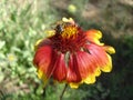 Red and orange gaillardia flower with bee Royalty Free Stock Photo