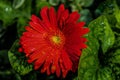 Red Orange Gerbal Daisy with Raindrops Royalty Free Stock Photo