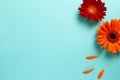 Red orange gerbera daisy flowers on blue background Royalty Free Stock Photo