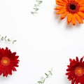 Red orange gerbera daisy flowers with eucalyptus leaves on white background Royalty Free Stock Photo