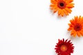 Red orange gerbera daisy flowers on white background Royalty Free Stock Photo