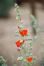 Red and orange globe mallow flower stem in Arizona desert garden Royalty Free Stock Photo