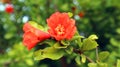 Red orange gorgeous pomegranate tree flower close-up against blue sky and green leaves. Royalty Free Stock Photo