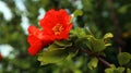 Red orange gorgeous pomegranate tree flower close-up against blue sky and green leaves. Summer flowers Royalty Free Stock Photo