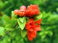 Red orange gorgeous pomegranate tree flower close-up against blue sky and green leaves. Summer flowers Royalty Free Stock Photo