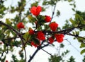 Red orange gorgeous pomegranate tree flower close-up against blue sky and green leaves. Summer flowers Royalty Free Stock Photo