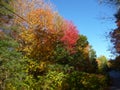 Red orange & green leaves