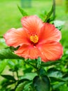 Red orange Hibiscus China rose Hawaiian flower blossom colorful Royalty Free Stock Photo