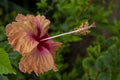 Red orange hibiscus flower, emblem of Malaysia Royalty Free Stock Photo