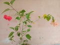 Red and orange Hibiscus spp flowers bloom on one tree.two colour flowers in one tree.  flower plants in the mallow family, Malvace Royalty Free Stock Photo