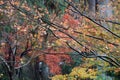 Red and orange Japanese Maple Leaf on the branch of tree after rain with background autumn garden. Royalty Free Stock Photo