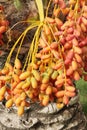 Red and orange kimri dates cluster Royalty Free Stock Photo