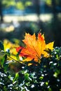 Red-orange leaf in sunlight on bokeh background. Beautiful autumn landscape with green grass. Colorful foliage in the Royalty Free Stock Photo