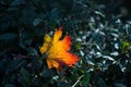 Red-orange leaf in sunlight on bokeh background. Green toning. Beautiful autumn landscape with green grass. Colorful Royalty Free Stock Photo