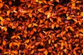 Red and Orange leaf texture background