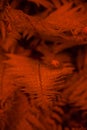 Red-orange leafy background. Fern leaves pattern. Texture for screensavers and wallpapers Royalty Free Stock Photo