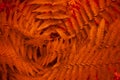 Red-orange leafy background. Fern leaves pattern. Texture for screensavers and wallpapers Royalty Free Stock Photo