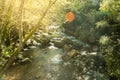 Red - orange leaves of autumn trees. The concept of ecological, active and phototourism. Portugal Royalty Free Stock Photo