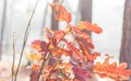 Red and orange leaves in autumn season Royalty Free Stock Photo