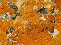 Red and Orange Lichens on a Rock in Colorado Desert Royalty Free Stock Photo