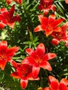 Orange Red Asiatic Lilies (Lilium auratum) - Bright Oriental Lily Flowers Royalty Free Stock Photo