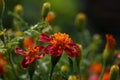 Red orange marigold flowers with raindrops