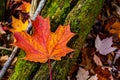 Red and Orange Maple Leaf on Mossy Log in Fall Royalty Free Stock Photo