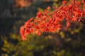 Red orange Maple leaf at Naejangsan Korea