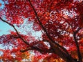 Red orange maple leaves tree branch against blue sky in autumn season in Kyoto, Japan. Royalty Free Stock Photo