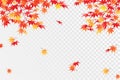 Red and orange maple leaves, vector autumn illustration Royalty Free Stock Photo