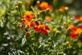 Red orange marigold flowers