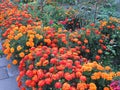 Red and orange marigolds lat. Tagetes in the garden
