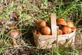 Red and orange mushrooms in the basket in forest Royalty Free Stock Photo