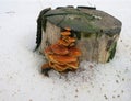 Red orange mushrooms honey mushrooms on a cut stump peek