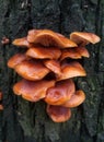 Red orange mushrooms honey mushrooms
