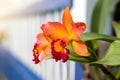 Orchid orange with white blur. Royalty Free Stock Photo