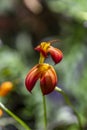 Red orange orchid flowers