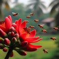 The red orange Palash flower buds and leaves are hanging in the tree Royalty Free Stock Photo