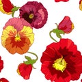 Red and orange pansies, pansy viola flowers