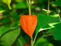 Red orange physalis flower. Physalis philadelphica