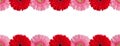 Red, orange and pink gerbera flowers border on white background isolated closeup, gerber flower seamless pattern, decorative frame Royalty Free Stock Photo