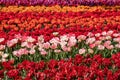 Brightly coloured red, pink and orange tulips at Keukenhof Gardens, Lisse, Netherlands. Keukenhof is known as the Garden of Royalty Free Stock Photo