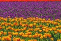 Red Orange Purple  Tulips Fields Farm Skagit County, Washington Royalty Free Stock Photo