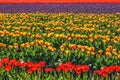 Red Orange Purple Tulips Fields Farm Skagit County, Washington Royalty Free Stock Photo