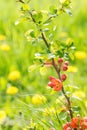 Red orange quince shrub flowers blooming on green grass with yellow blossoms background on sunny day