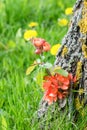 Red orange quince shrub flowers blooming on green grass with yellow blossoms background on sunny day