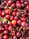 Red and orange Rainier Cherries Royalty Free Stock Photo